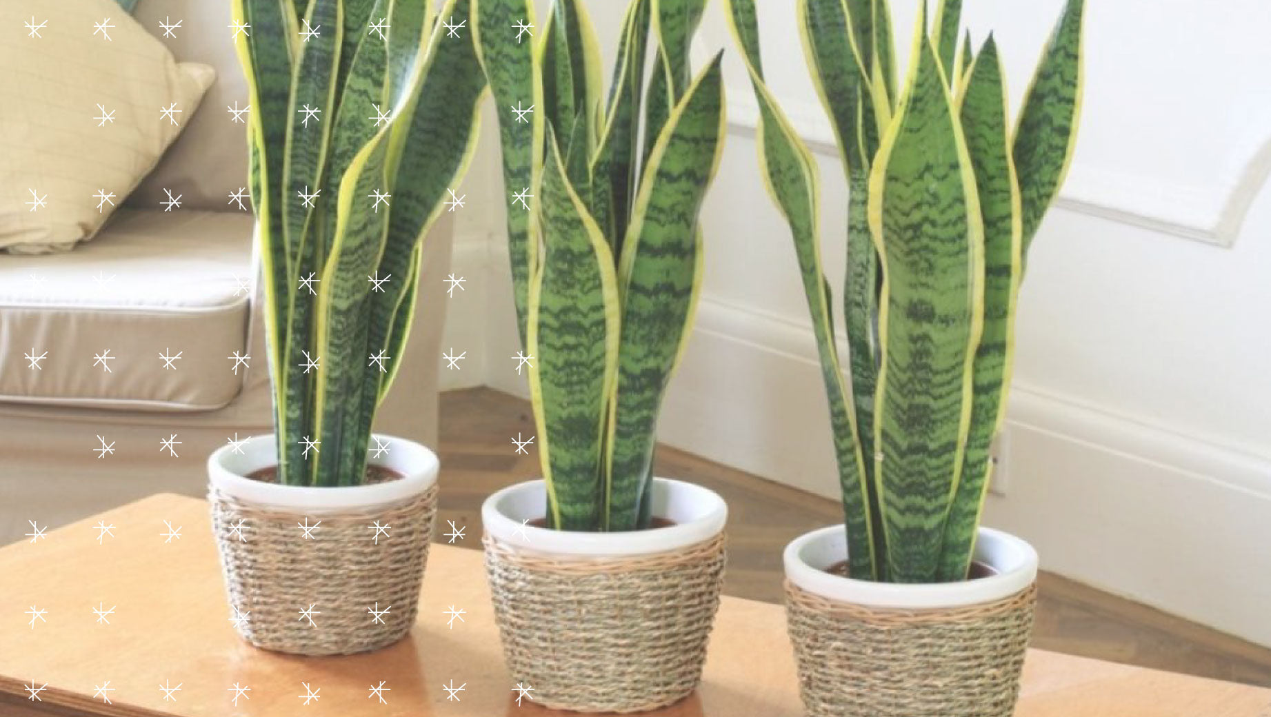 5 plantas para purificar el aire de tu casa